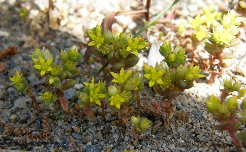 Sedum litoreum / Borracina litorale